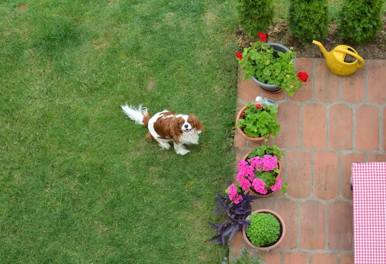 Animal Detection 