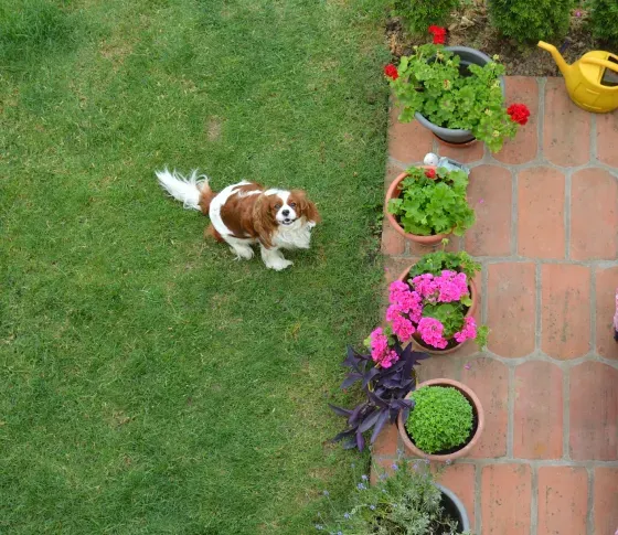 Animal Detection